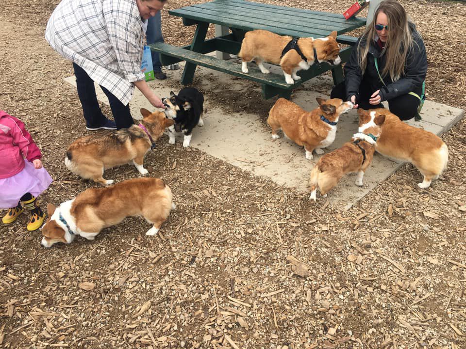 corgis